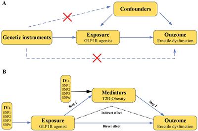 Glucagon-like peptide-1 receptor agonists and the risk of erectile dysfunction: a drug target Mendelian randomization study